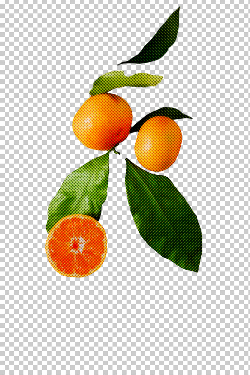 Orange PNG, Clipart, Bitter Orange, Calamansi, Chenpi, Fruit, Kumquat Free PNG Download