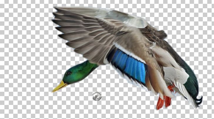 Mallard Duck Bird Cygnini Desktop PNG, Clipart, Animal, Animals, Beak, Bird, Computer Free PNG Download