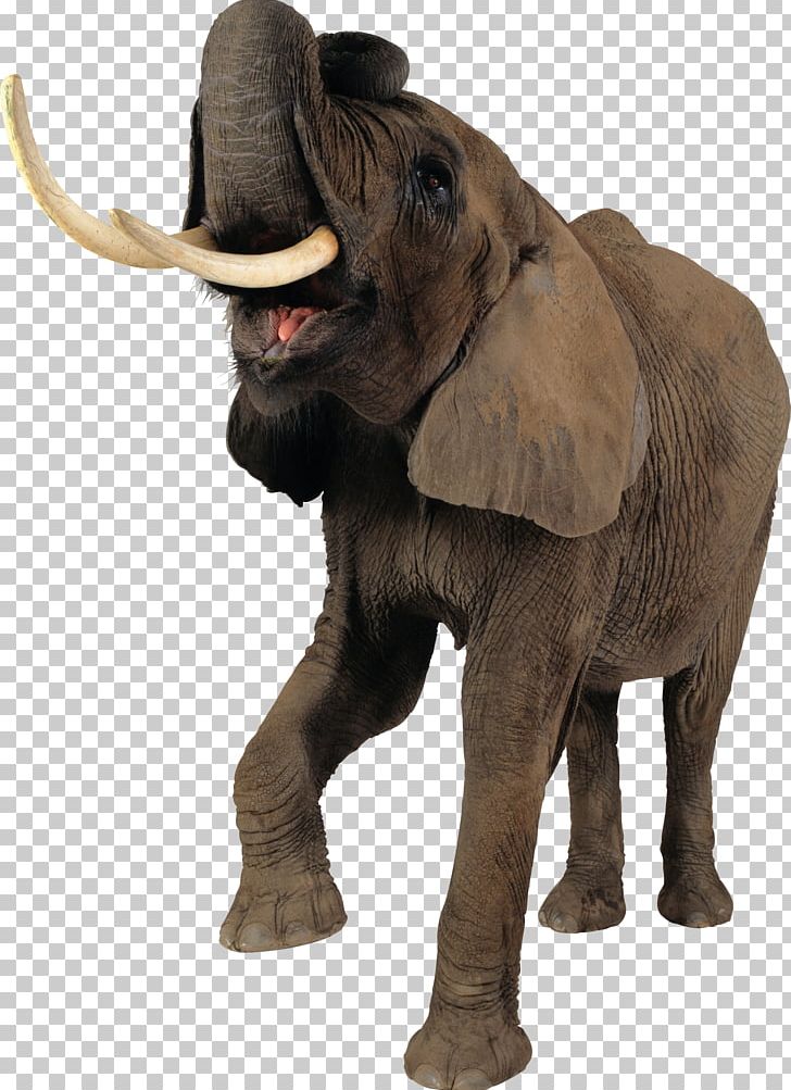 African Elephant Tiger PNG, Clipart, African Forest Elephant, Animals, Computer Icons, Digital Image, Download Free PNG Download