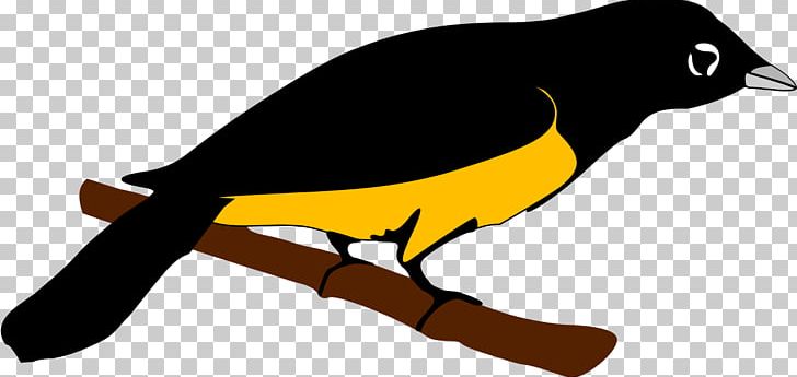Beak Old World Orioles Fauna PNG, Clipart, Beak, Bird, Fauna, Montserrat, Old World Free PNG Download