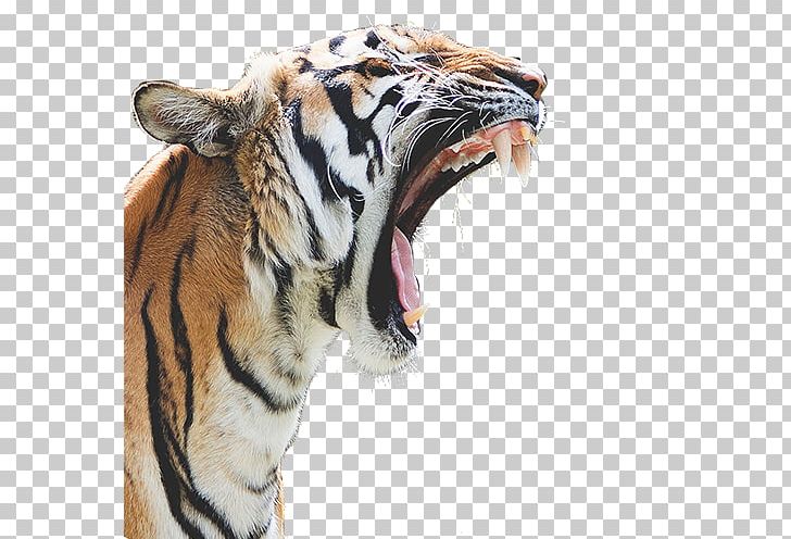 Felidae Bengal Tiger Lion Cougar Cat PNG, Clipart, Animal, Animals, Big Cat, Big Cats, Carnivoran Free PNG Download