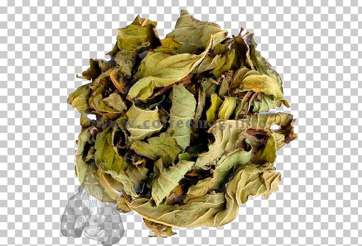 Green Tea Tieguanyin Herbal Tea Peppermint PNG, Clipart, Bai Mudan, Black Tea, Cocktail, Drink, Food Drinks Free PNG Download