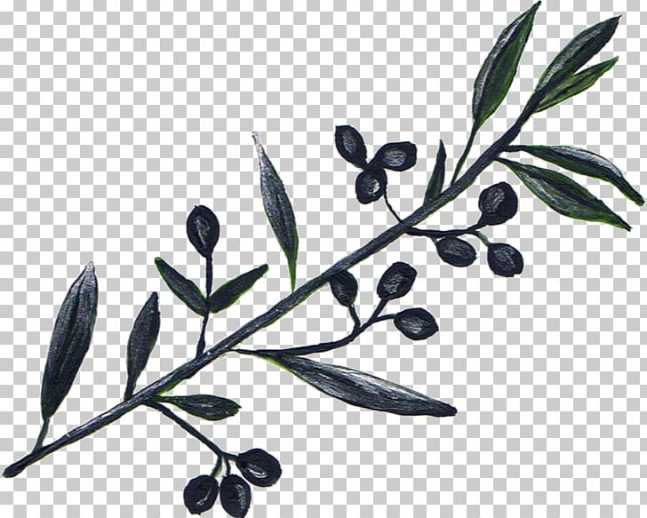 Olive Oil Tree Olive Branch PNG, Clipart, Branch, Flowering Plant, Food, Food Drinks, Fruit Free PNG Download