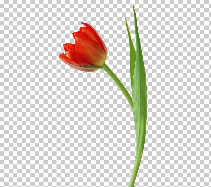 Tulip Flower Illustration PNG, Clipart, Creative, Creative Design, Creative Wedding, Cut Flowers, Flowers Free PNG Download