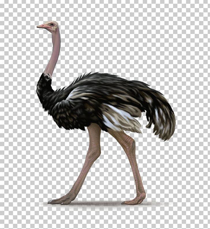 Bird Emu Ratite PNG, Clipart, Animals, Beak, Bird, Cassowary, Clip Art Free PNG Download
