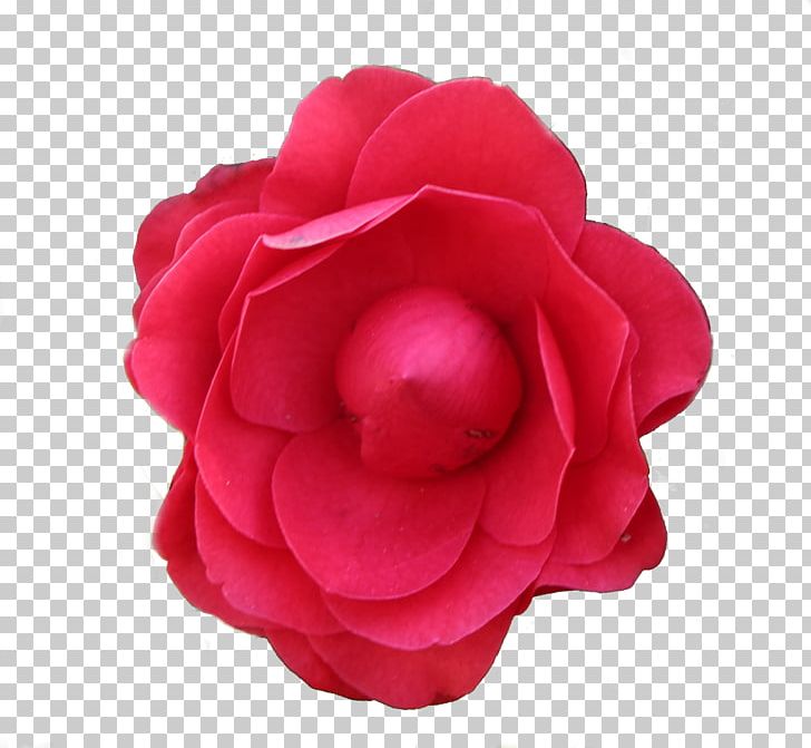 Garden Roses Flower Photography PNG, Clipart, Camellia, China Rose, Computer Icons, Cut Flowers, Drawing Free PNG Download