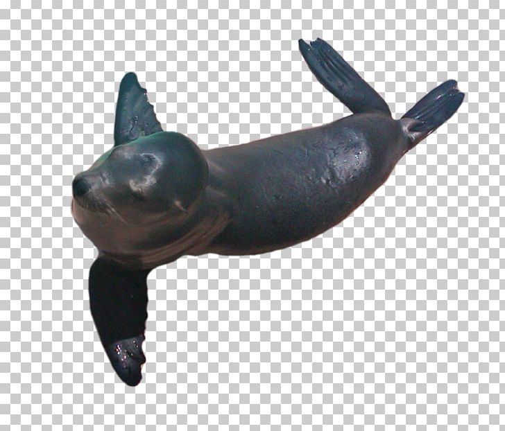 Sea Lion Dog Snout Canidae PNG, Clipart, Animals, Canidae, Dog, Dog Like Mammal, Lion Free PNG Download