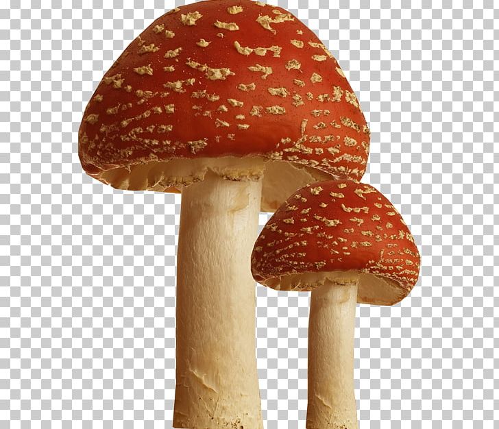 Amanita Muscaria Mushroom Photography PNG, Clipart, Amanita, Amanita Muscaria, Download, Fungus, Mushroom Free PNG Download