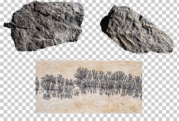 Rock Fossil Devonian Carboniferous Trilobite PNG, Clipart, Archaeopteris, Archeology, Food Drinks, Formation, Fossil Free PNG Download