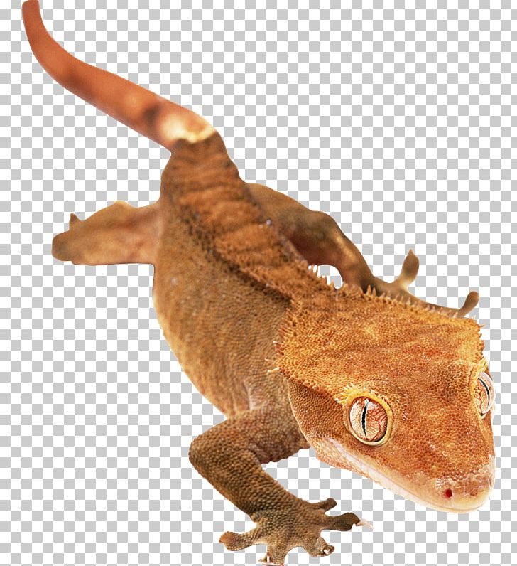 Agamas Lizard Gecko Chameleons 爬行动物: 蜥蜴 PNG, Clipart, Agama, Agamidae, Animal, Animal Figure, Chameleons Free PNG Download