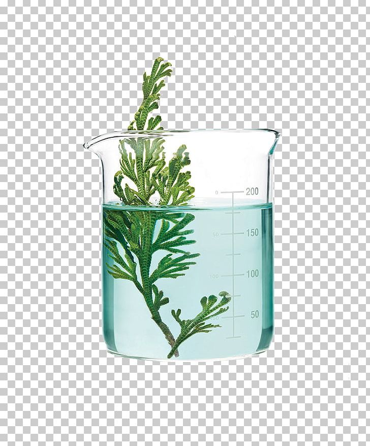Aquatic Plants Glass Science PNG, Clipart, Aquatic Plants, Background Green, Botany, Broken Glass, Cup Free PNG Download