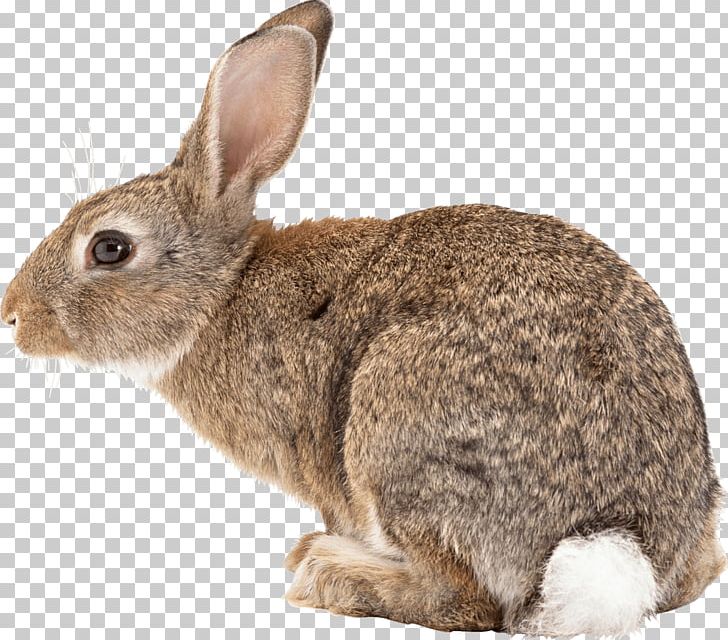 Black-tailed Jackrabbit White-tailed Deer Veterinarian Pet PNG, Clipart,  Free PNG Download