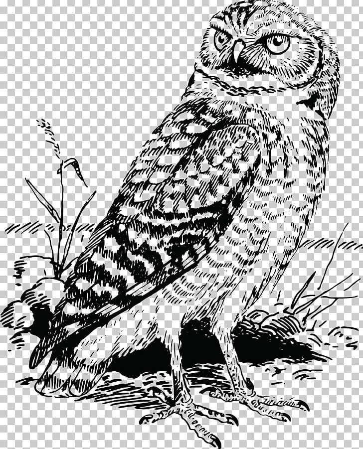 Tawny Owl Bald Eagle Great Horned Owl PNG, Clipart, Animals, Art, Bald Eagle, Beak, Bird Free PNG Download