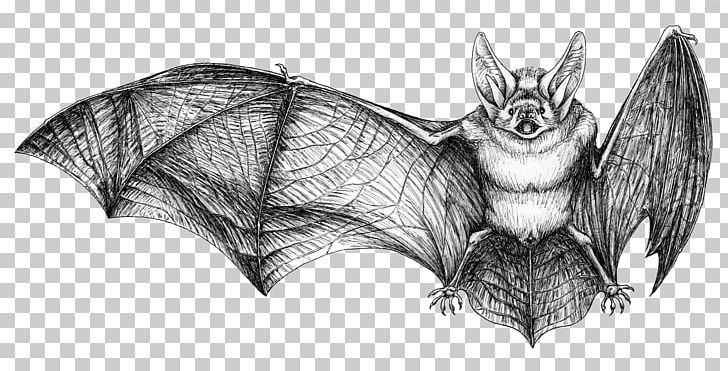 Bat Drawing Rat Photography PNG, Clipart, Animal, Animals, Bat, Black And White, Cobra Free PNG Download