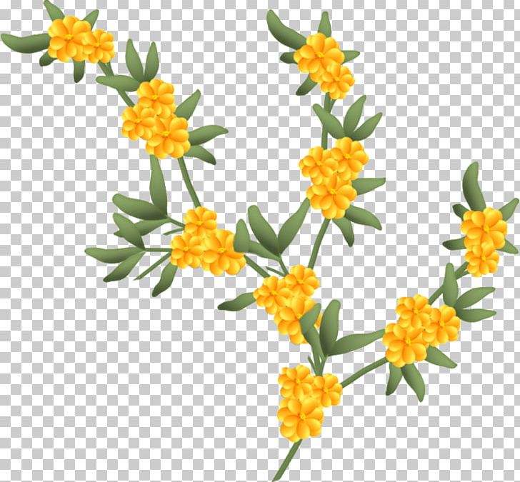 Cut Flowers Blume Png Clipart 6 May Blume Blumen Color Com Free Png Download