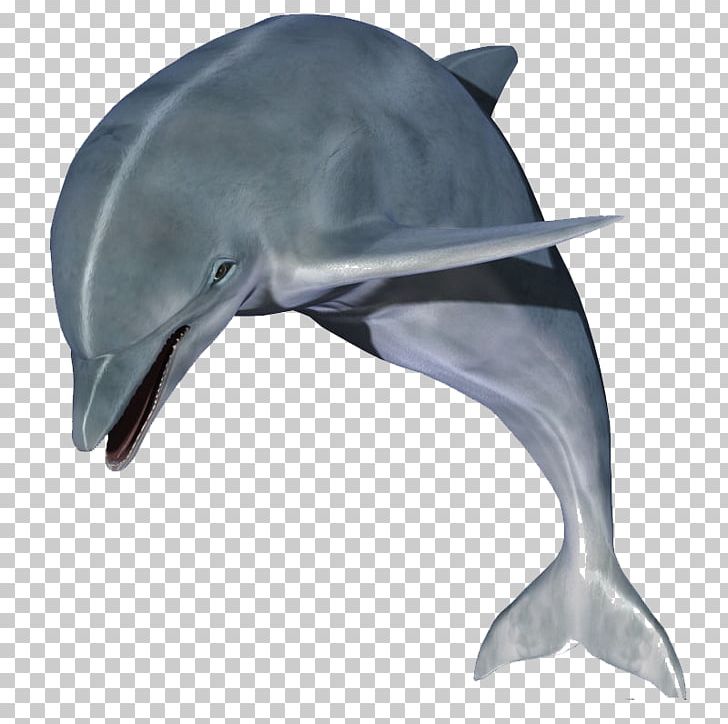 Dolphin PNG, Clipart, Animals, Child, Cute Dolphin, Dolphins, Encapsulated Postscript Free PNG Download