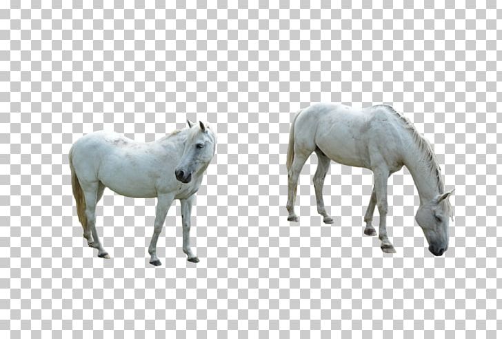 Shetland Pony Mustang Stallion Mare PNG, Clipart, Animal, Animal Figure, Foal, Horse, Horse Like Mammal Free PNG Download