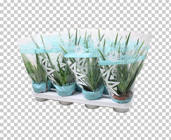 Succulent Plant Aloe Vera OBI Cactaceae PNG, Clipart, Aloe, Aloe Vera, Aquarium Decor, Asphodelaceae, Cactaceae Free PNG Download