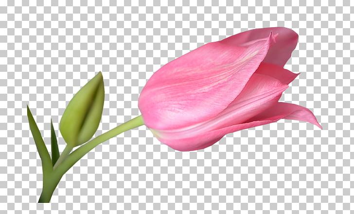 Tulip PNG, Clipart, Beauty, Clip, Closeup, Computer Wallpaper, Download Free PNG Download