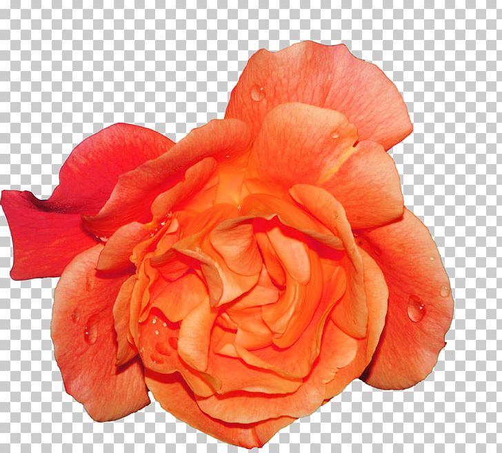 Cut Flowers Poppy Garden Roses Petal PNG, Clipart, Bloom, Blossom, Centifolia Roses, Closeup, Cut Flowers Free PNG Download