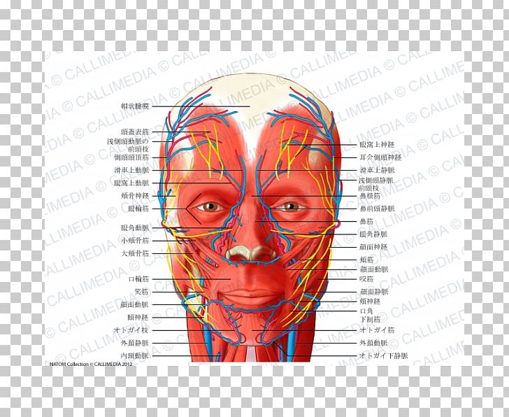 Head And Neck Anatomy Blood Vessel Facial Nerve Human Body PNG, Clipart, Anatomy, Anterior Triangle Of The Neck, Bone, Cheek, Ear Free PNG Download