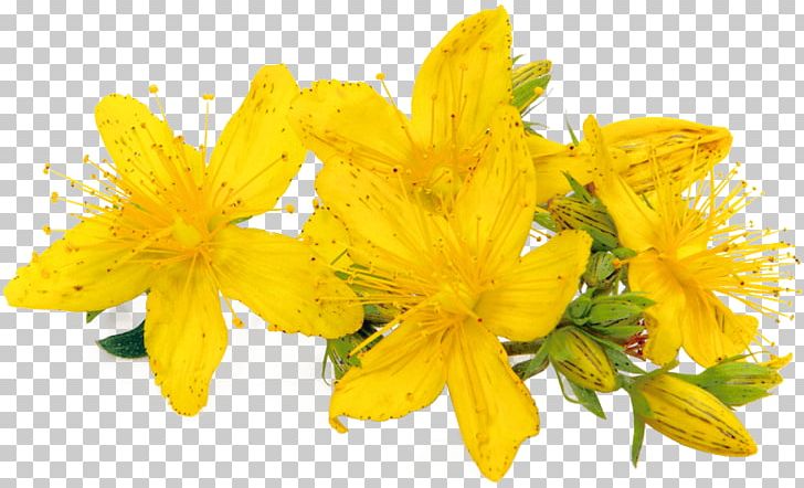 Perforate St John's-wort Dietary Supplement Herb Extract Beeswax PNG, Clipart,  Free PNG Download