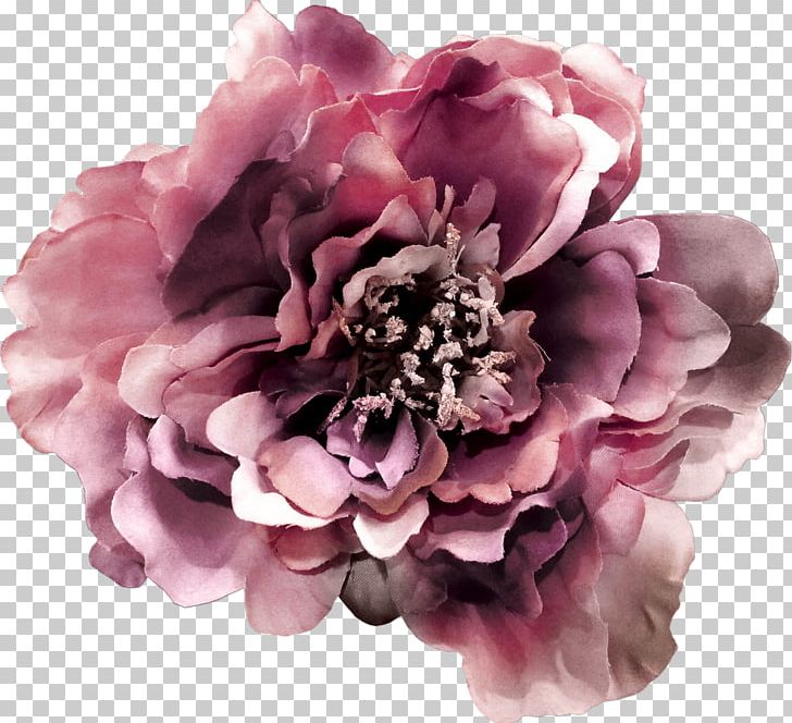 Photography Flower LiveInternet PNG, Clipart, Blog, Blossom, Centifolia Roses, Cut Flowers, Diary Free PNG Download