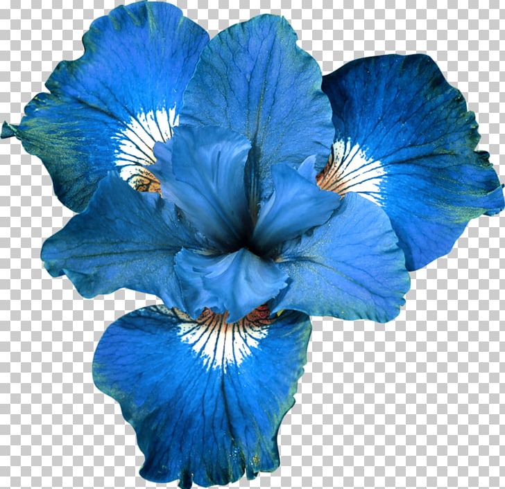 Blue Flower Garden Roses PNG, Clipart, Blue, Blue Flower, Clip Art, Color, Cut Flowers Free PNG Download