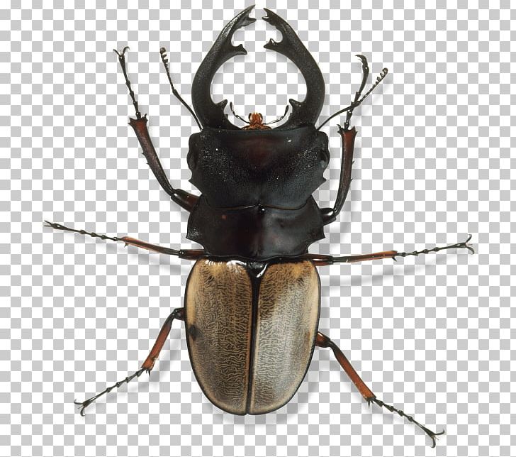Japanese Rhinoceros Beetle Invertebrate Exoskeleton Arthropod PNG, Clipart, Animal, Animals, Arthropod, Beetle, Definition Free PNG Download