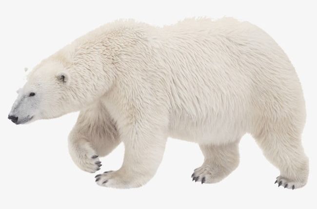 Polar Bear PNG, Clipart, Bear, Bear Clipart, Bear Clipart, Polar, Polar Bear Free PNG Download