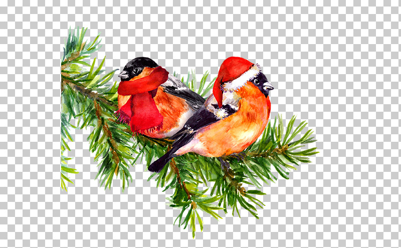 Christmas Decoration PNG, Clipart, Bird, Branch, Cardinal, Christmas Decoration, Common Crossbill Free PNG Download