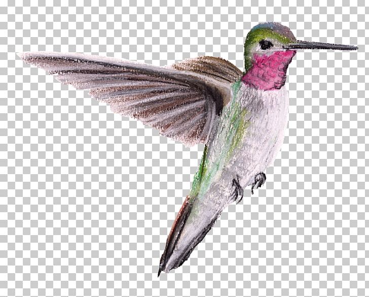 Hummingbird Beak Wing Feather PNG, Clipart, Animals, Beak, Bird, Fauna, Feather Free PNG Download