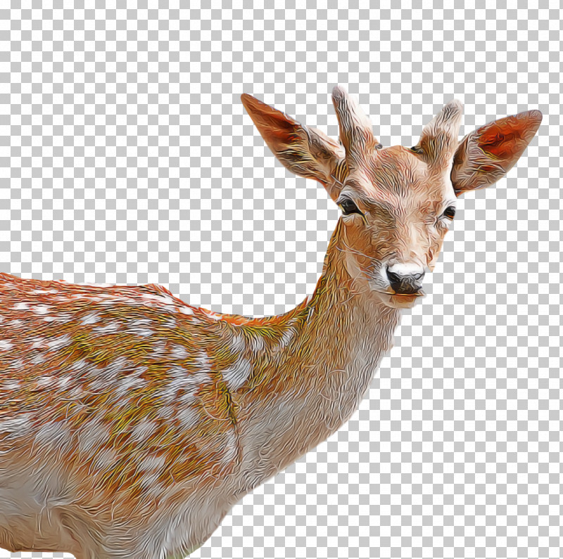 White-tailed Deer Deer Gazelle Springbok Antler PNG, Clipart, Antelope, Antler, Cartoon, Deer, Gazelle Free PNG Download