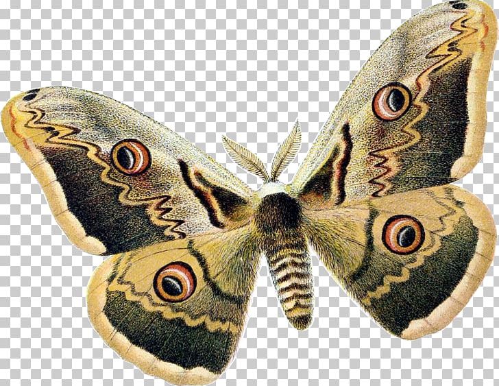 Butterfly Insect Royal Moths Wing PNG, Clipart, Antheraea Polyphemus, Arthropod, Bombycidae, Butterflies And Moths, Butterfly Free PNG Download