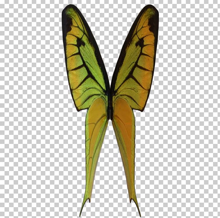 Monarch Butterfly Pieridae Moth Brush-footed Butterflies PNG, Clipart, Arthropod, Brush Footed Butterfly, Butterfly, Insect, Insects Free PNG Download