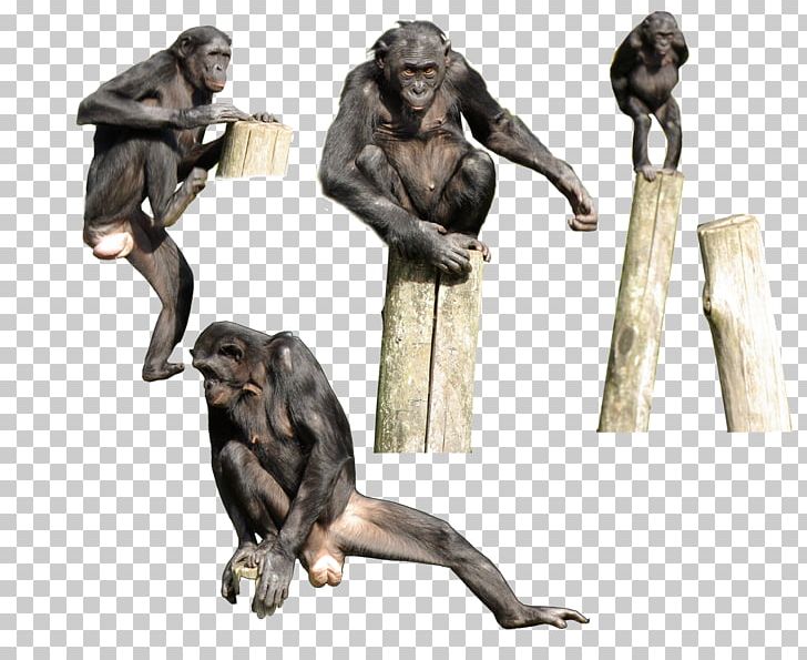 Primate Gorilla Bonobo Homo Sapiens Monkey PNG, Clipart, Anatomy, Animal, Animals, Ape, Bonobo Free PNG Download