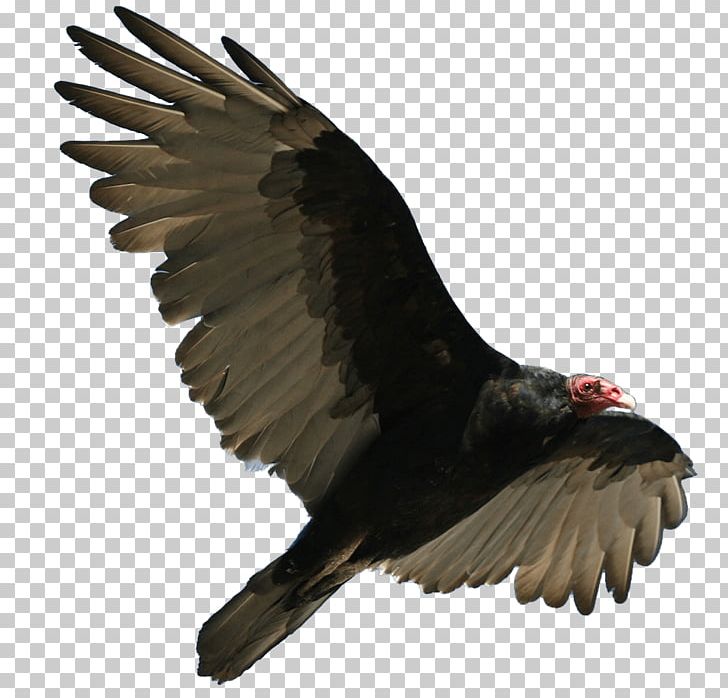 Turkey Vulture Flying PNG, Clipart, Animals, Birds, Vultures Free PNG Download