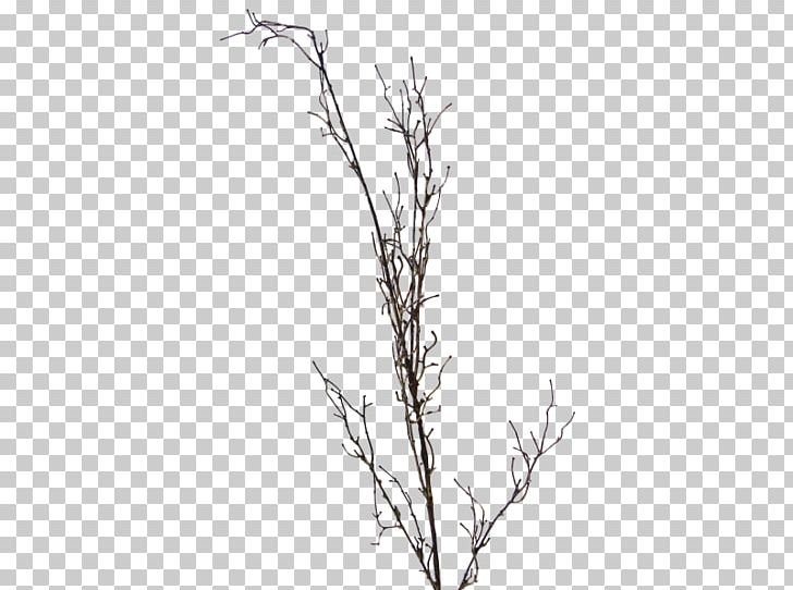 Twig Plant Stem Leaf Grasses Black PNG, Clipart, Black, Black And White, Branch, Flowering Plant, Grass Free PNG Download