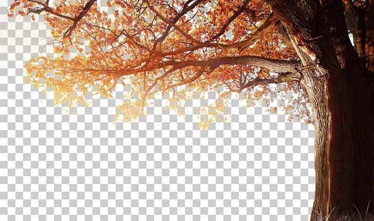 4K Resolution 1080p Autumn PNG, Clipart, 4k Resolution, 1080p, Autumn, Branch, Computer Icons Free PNG Download
