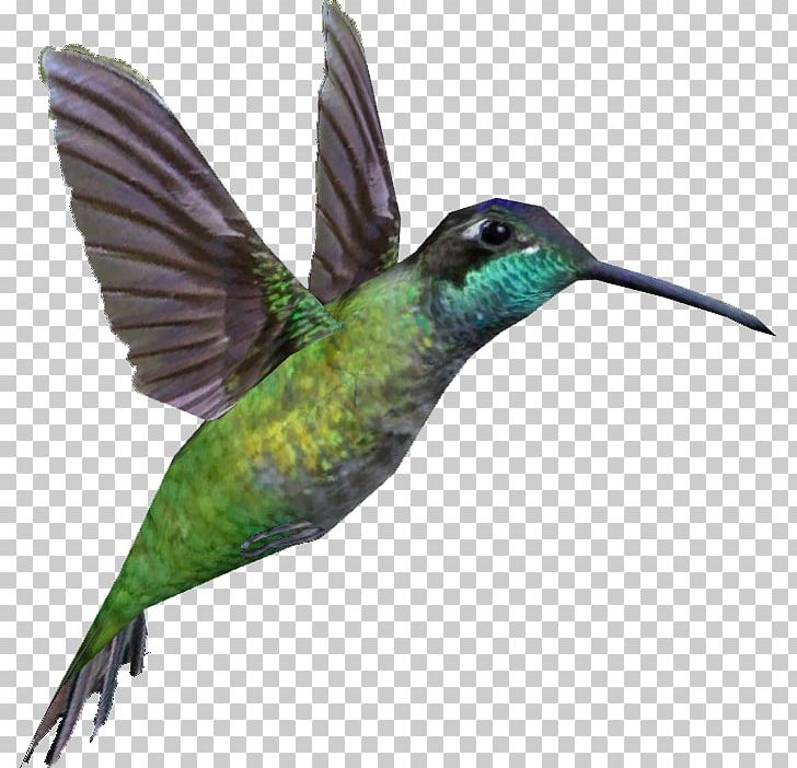 Rivoli's Hummingbird Anna's Hummingbird Portable Network Graphics Swifts PNG, Clipart,  Free PNG Download