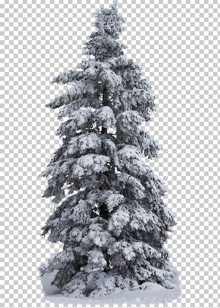 Spruce Pine Christmas Tree PNG, Clipart, Building Materials, Christmas, Christmas Decoration, Christmas Tree, Conifer Free PNG Download