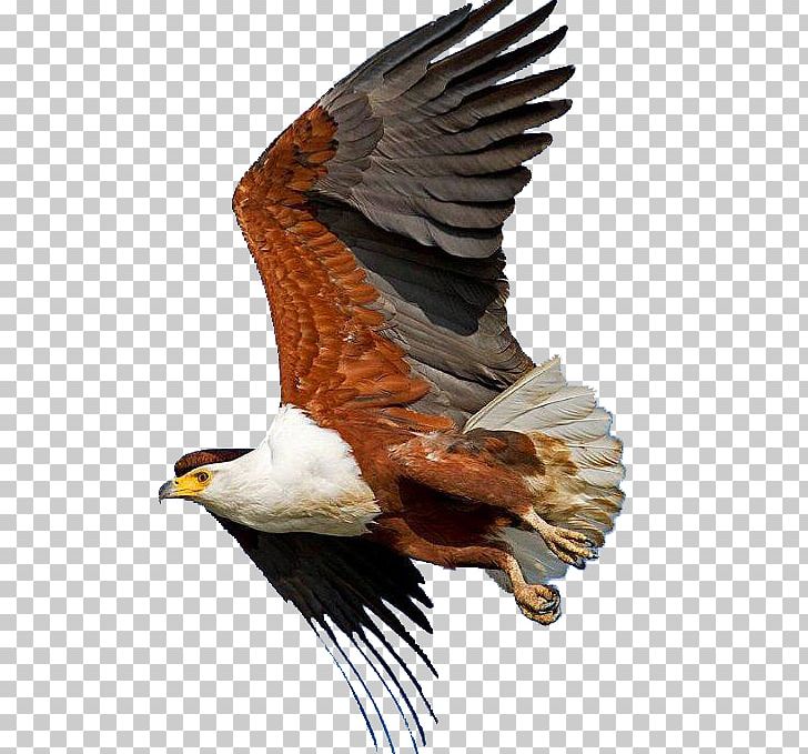 Bald Eagle African Fish Eagle Bird Sahara PNG, Clipart, Accipitridae, Accipitriformes, African Fish Eagle, African Hawkeagle, Animal Free PNG Download
