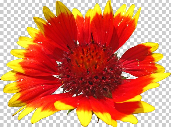 Blanket Flowers Art PNG, Clipart, Annual Plant, Aster, Beauty, Blanket Flowers, Chrysanths Free PNG Download