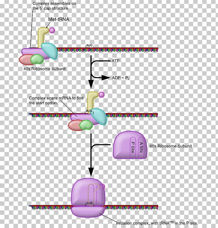 Five Prime Untranslated Region Eukaryotic Translation Eukaryotic Initiation Factor PNG, Clipart, Angle, Area, Biology, Diagram, Eif4e Free PNG Download