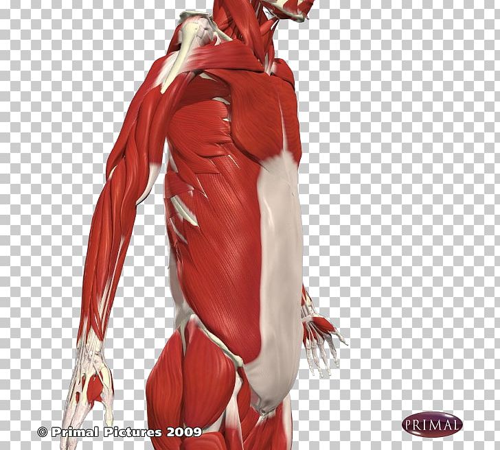Superhero Figurine Muscle PNG, Clipart, Action Figure, Arm, Costume, Costume Design, Fictional Character Free PNG Download