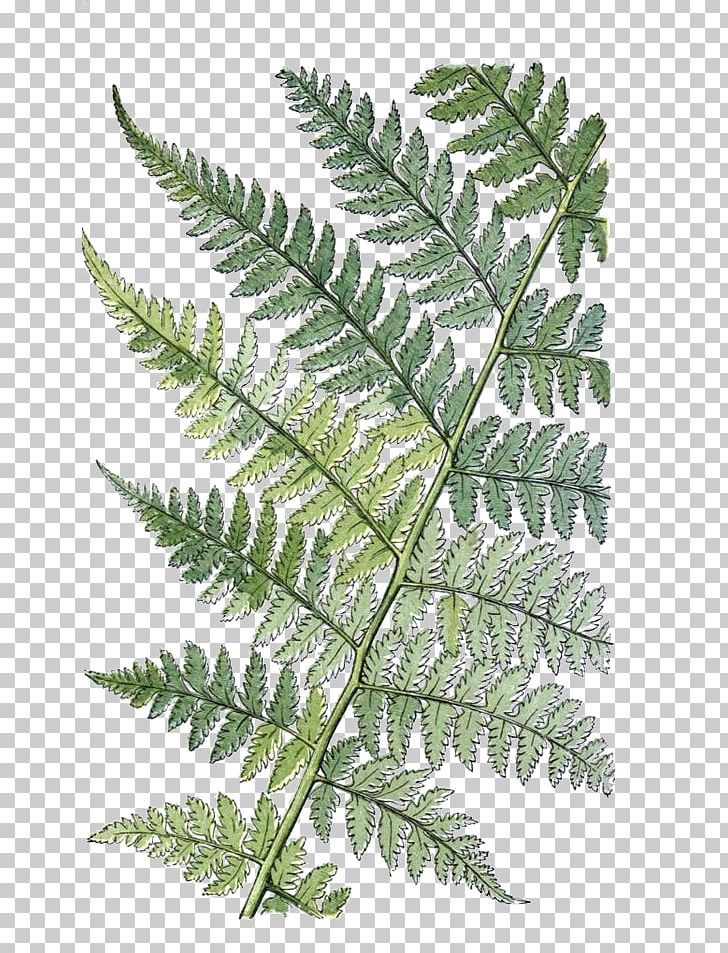 The Ferns Of Great Britain And Ireland Athyrium Filix-femina Leaf Botany PNG, Clipart, Athyrium Filixfemina, Botanical Illustration, Cartoon, Drawing, Fern Free PNG Download