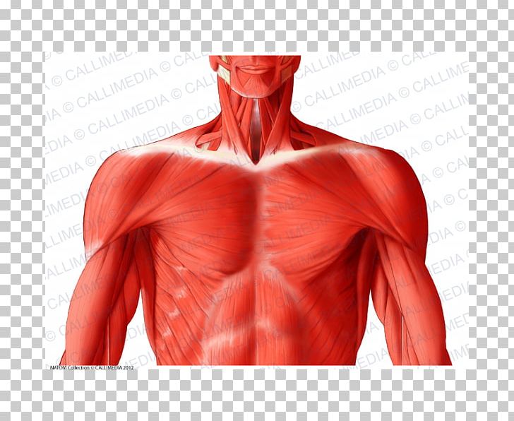 Trapezius Latissimus Dorsi Muscle Muscular System Anatomy PNG, Clipart, Abdomen, Anatomy, Anterior, Arm, Back Free PNG Download
