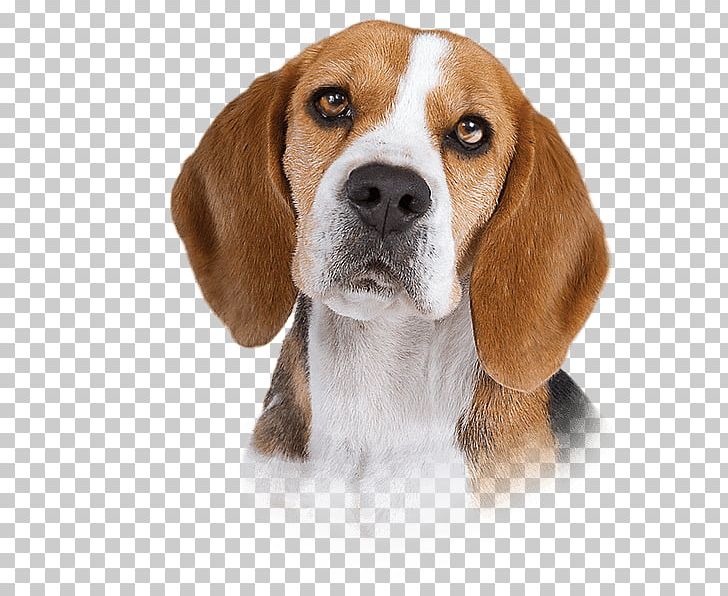 Beagle-Harrier English Foxhound Finnish Hound American Foxhound PNG, Clipart, American, Animal, Animals, Beagle, Beagleharrier Free PNG Download