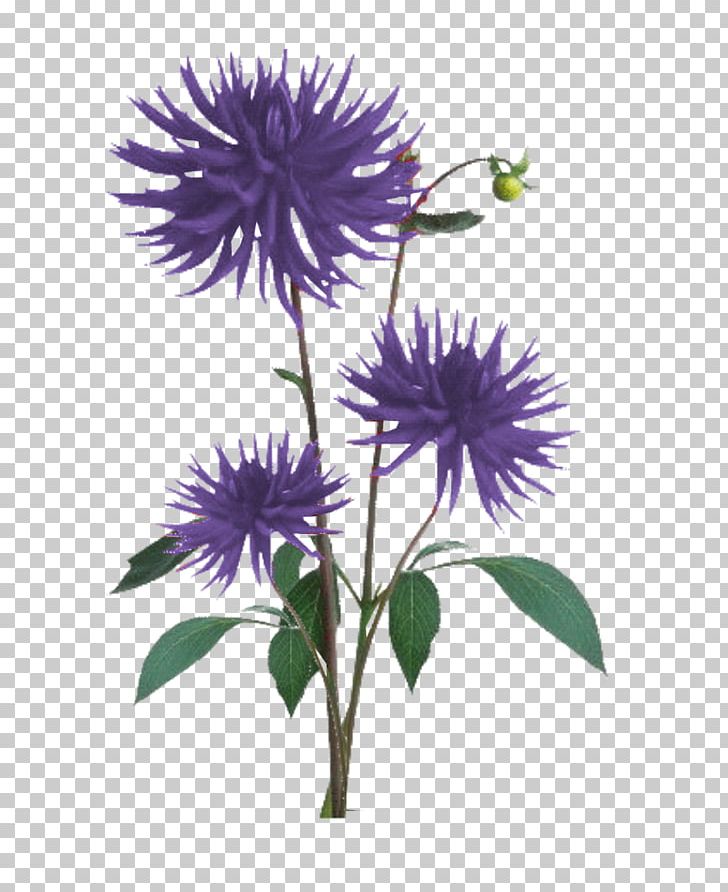 File Formats Flower PNG, Clipart, Annual Plant, Aster, Burdock, Color, Coneflower Free PNG Download