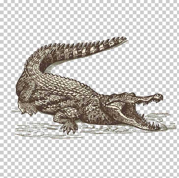 International Drive Orlando Crocodile Everglades Restaurant PNG, Clipart, Alligator, Animal, Animals, Arrow Sketch, Border Sketch Free PNG Download